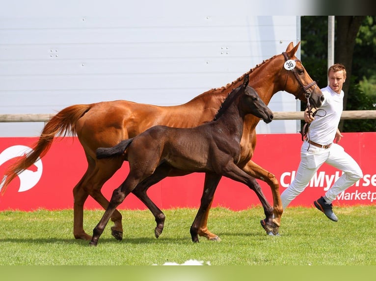 Hanoverian Stallion  Gray-Dark-Tan in Gronau (Leine)