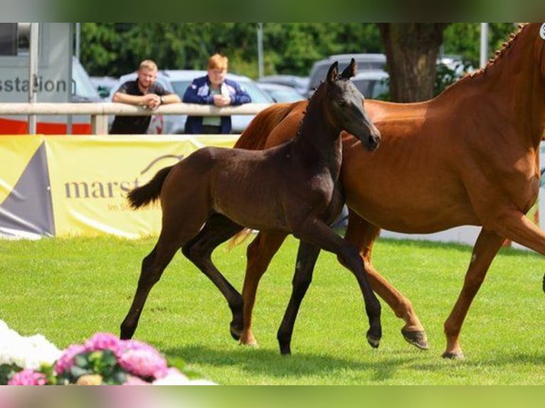Hanoverian Stallion  Gray-Dark-Tan in Gronau (Leine)