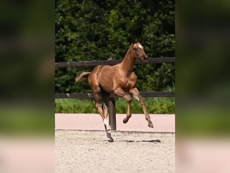 Hanoverian Stallion Foal (05/2024) Gray-Red-Tan in Geesteren