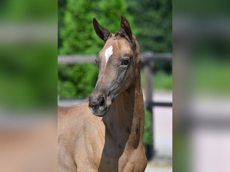 Hanoverian Stallion Foal (05/2024) Gray-Red-Tan in Geesteren