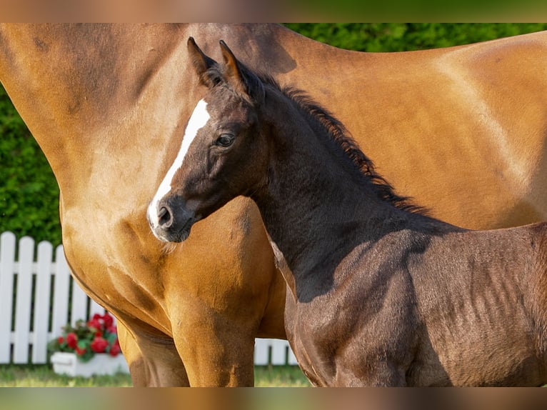 Hanoverian Stallion  Gray in Celle