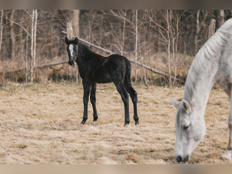 Hanoverian Stallion  Gray in Oerel