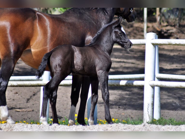 Hanoverian Stallion  Gray in Pilchowo
