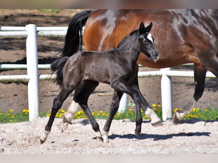 Hanoverian Stallion  Gray in Pilchowo