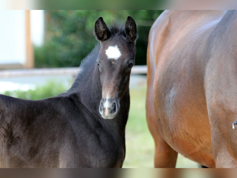 Hanoverian Stallion Foal (04/2025) Gray in Wingst