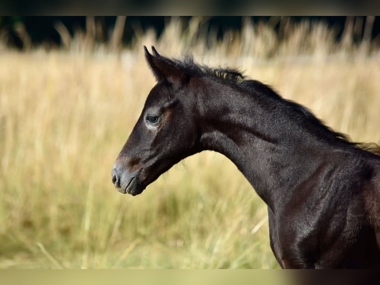 Hanoverian Stallion Foal (05/2025) Grey in Chateau Larcher