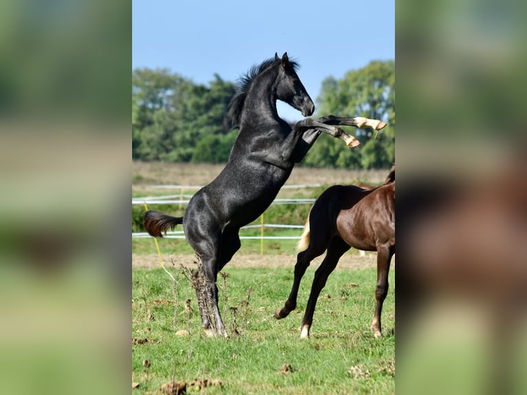Hanoverian Stallion Foal (05/2025) Grey in Chateau Larcher