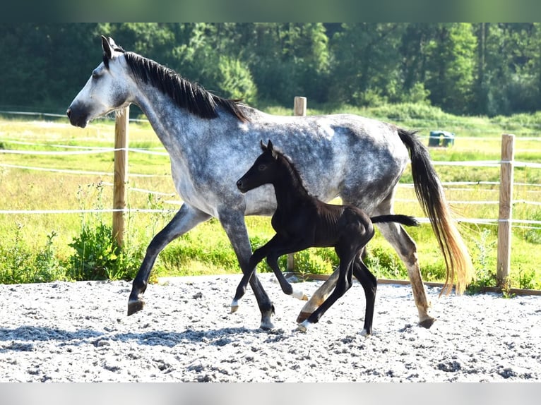 Hanoverian Stallion Foal (05/2025) Grey in Chateau Larcher