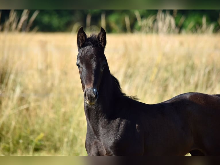 Hanoverian Stallion Foal (05/2025) Grey in Chateau Larcher