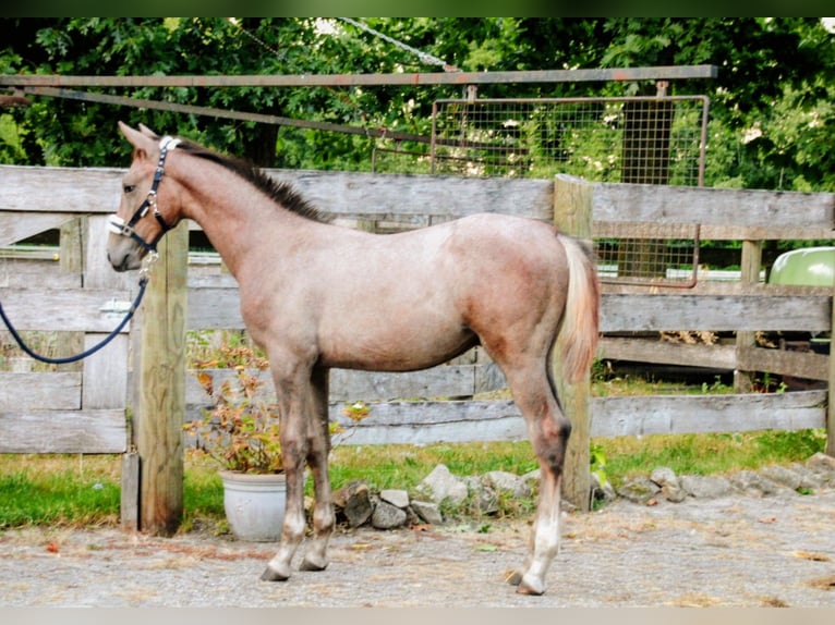 Hanoverian Stallion Foal (04/2025) Grey-Red-Tan in Osterwald
