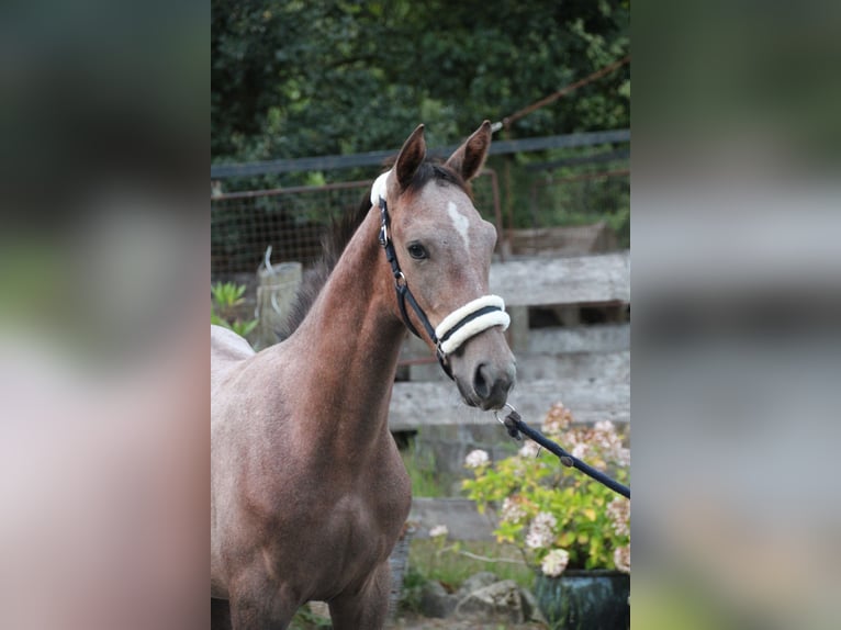 Hanoverian Stallion Foal (04/2025) Grey-Red-Tan in Osterwald