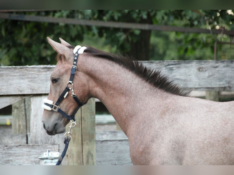 Hanoverian Stallion Foal (04/2025) Grey-Red-Tan in Osterwald
