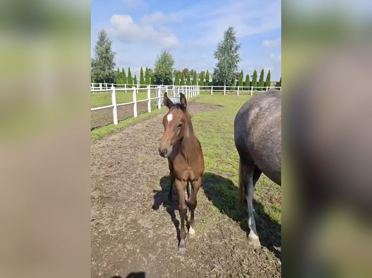 Hanoverian Stallion Foal (01/2026) Grey in Ustka