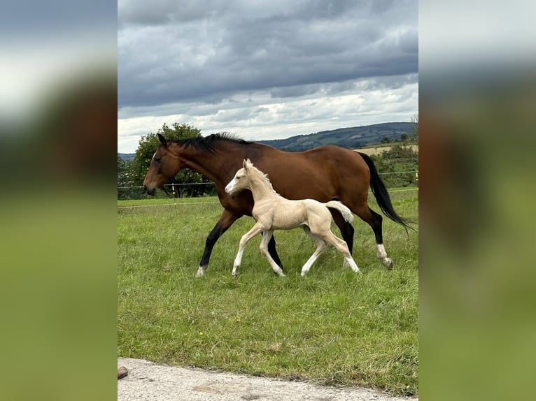 Hanoverian Mix Stallion Foal (06/2024) Palomino in Derbyshire