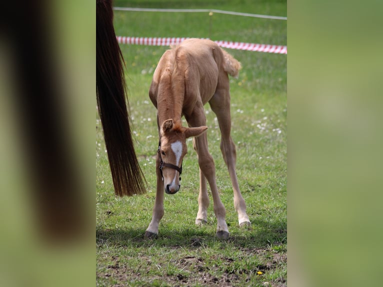 Hanoverian Stallion Foal (05/2026) Palomino in Hohenhameln