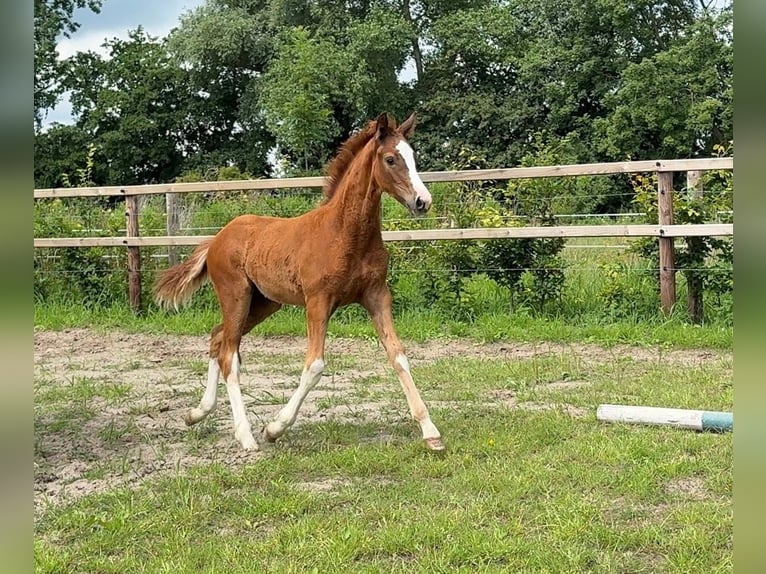 Hanoverian Stallion Foal (04/2025) in Siegen