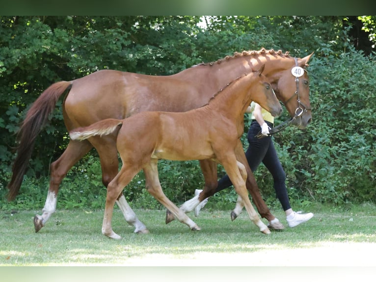 Hanoverian Stallion Foal (04/2024) in Clenze