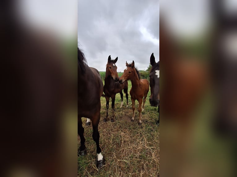 Hanoverian Stallion Foal (03/2025) in Dornum Nesse