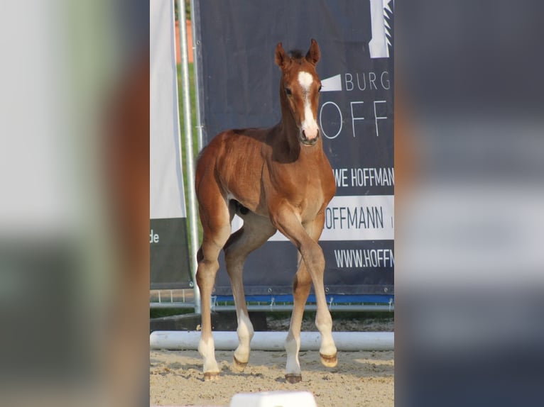 Hanoverian Stallion Foal (04/2025) in Wingst