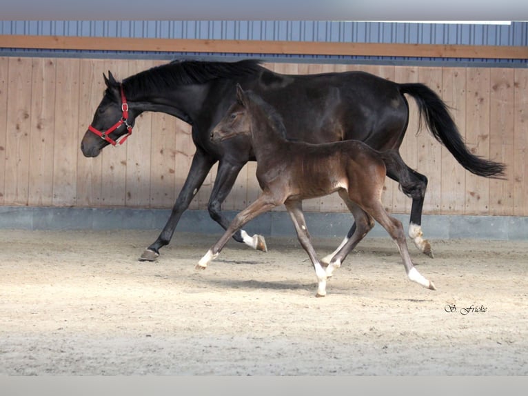 Hanoverian Stallion  Smoky-Black in Agathenburg