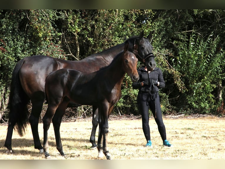 Hanoverian Stallion Foal (05/2025) Smoky-Black in AUTRE EGLISE