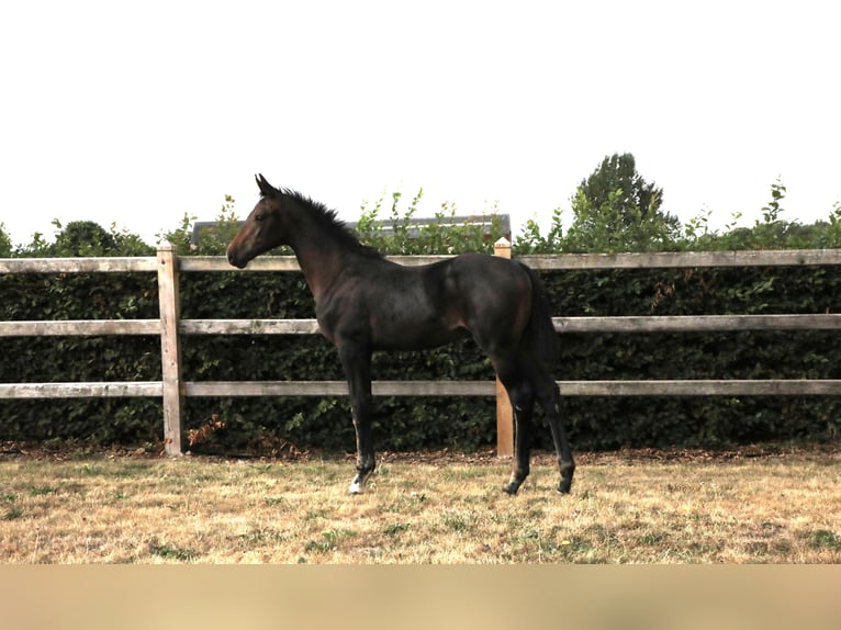 Hanoverian Stallion Foal (05/2025) Smoky-Black in AUTRE EGLISE