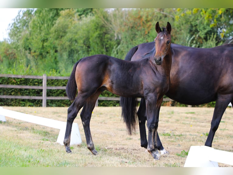 Hanoverian Stallion Foal (05/2025) Smoky-Black in AUTRE EGLISE