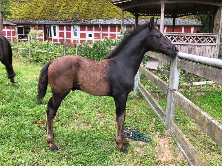 Hanoverian Stallion Foal (05/2025) Smoky-Black in Barnstorf