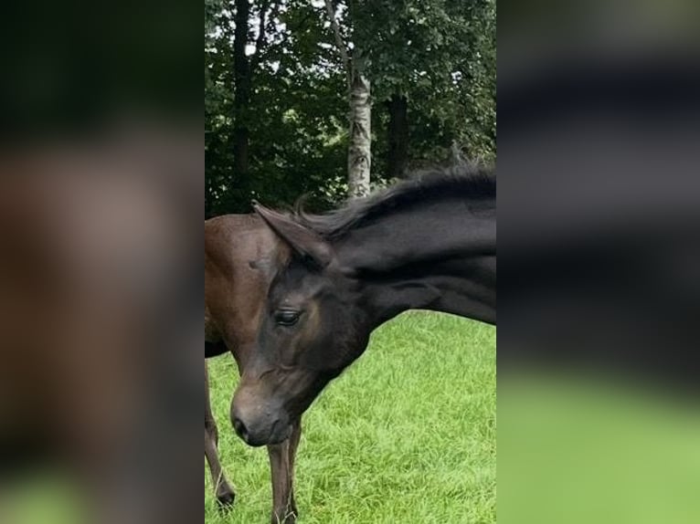 Hanoverian Stallion Foal (04/2025) Smoky-Black in Bliedersdorf