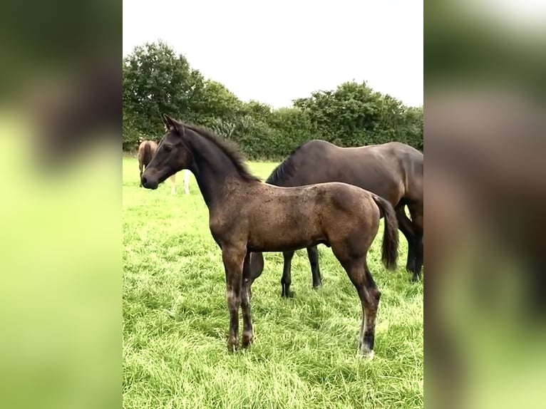 Hanoverian Stallion Foal (04/2025) Smoky-Black in Bliedersdorf