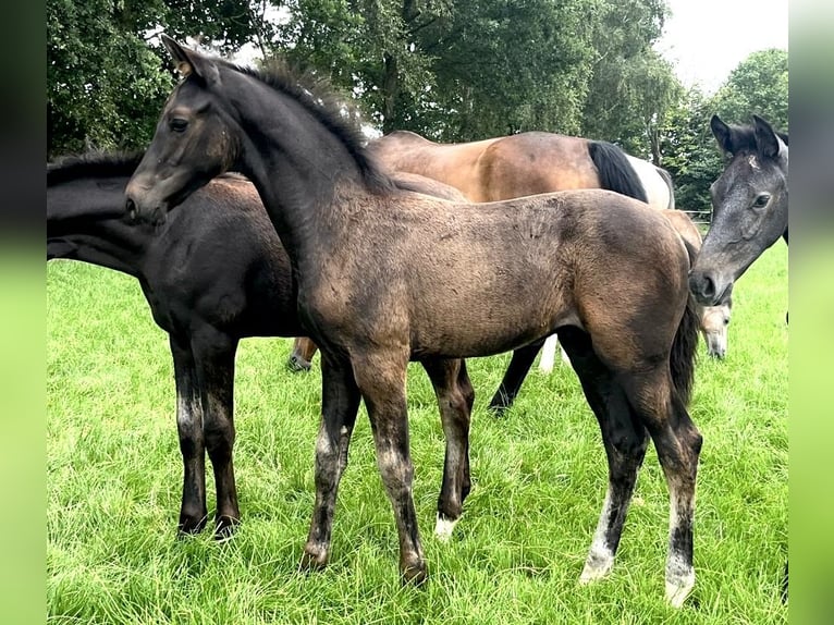 Hanoverian Stallion Foal (04/2025) Smoky-Black in Bliedersdorf