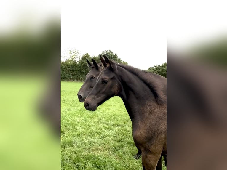 Hanoverian Stallion Foal (04/2025) Smoky-Black in Bliedersdorf