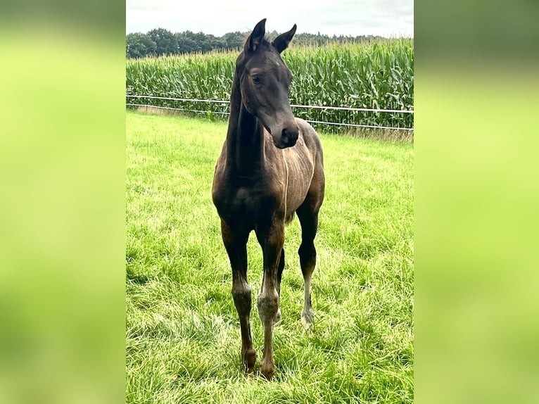 Hanoverian Stallion Foal (04/2025) Smoky-Black in Bliedersdorf