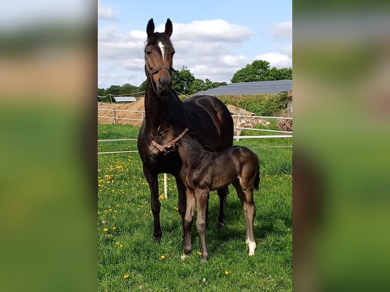 Hanoverian Stallion  Smoky-Black in Rodewald