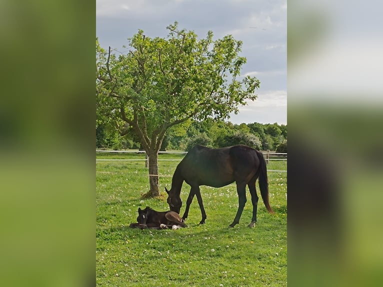 Hanoverian Stallion  Smoky-Black in Rodewald