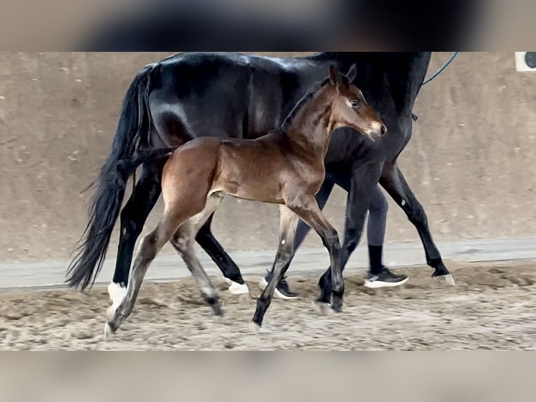 Hanoverian Stallion Foal (01/2025) Smoky-Black in Vechta