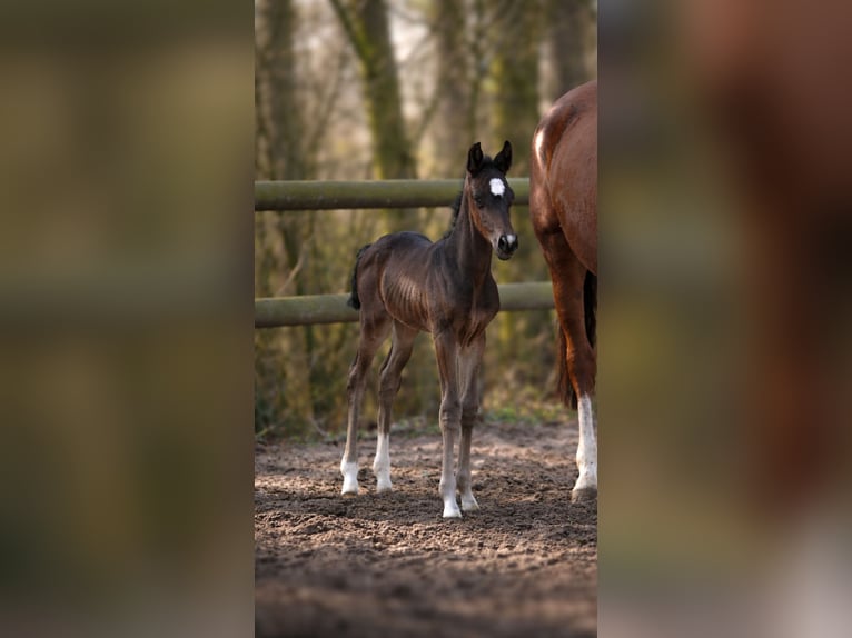 Hanoverian Stallion Foal (02/2026) Smoky-Black in Cuxhaven