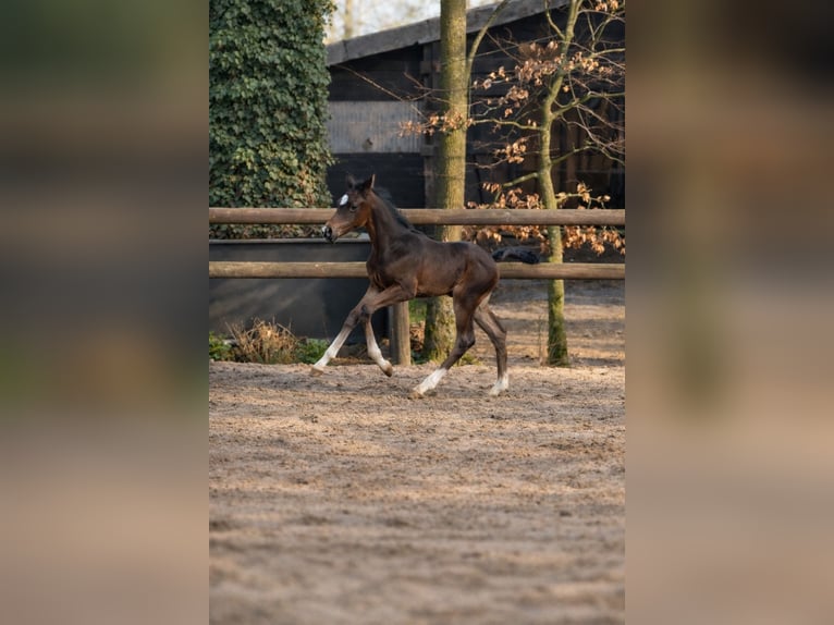 Hanoverian Stallion Foal (02/2026) Smoky-Black in Cuxhaven