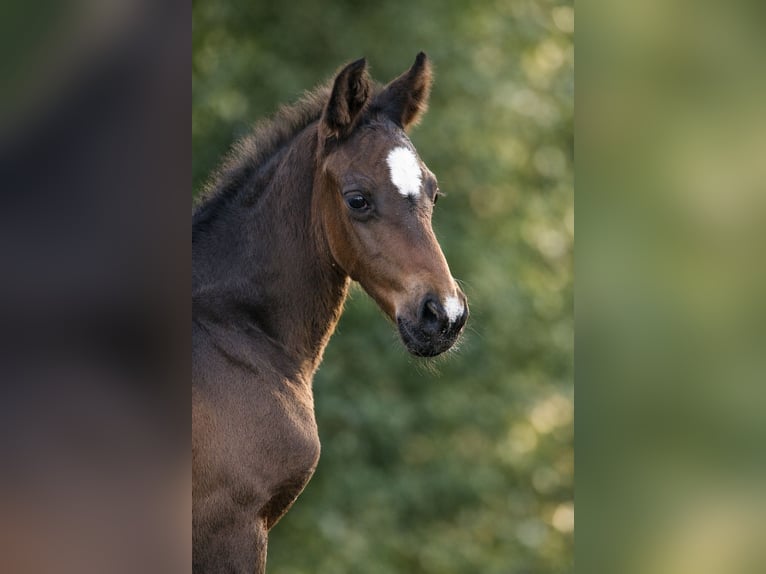 Hanoverian Stallion Foal (02/2026) Smoky-Black in Cuxhaven