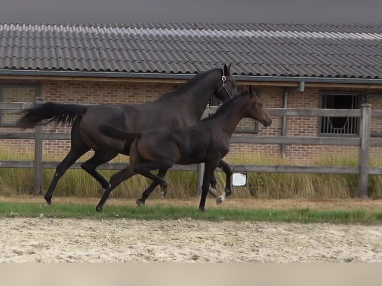 Hanoverian Stallion Foal (05/2025) Smoky-Black in AUTRE EGLISE