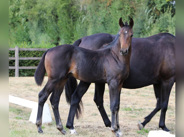 Hanoverian Stallion Foal (05/2025) Smoky-Black in AUTRE EGLISE