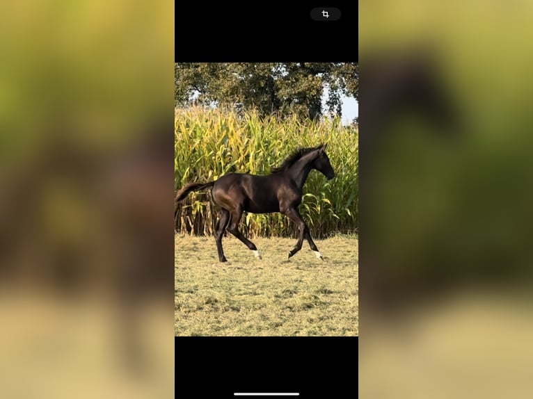 Hanoverian Stallion  Smoky-Black in Schwarmstedt