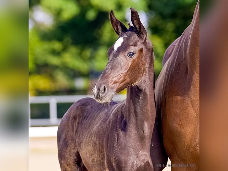 Hanoverian Stallion Foal (06/2026) Smoky-Black in Verden