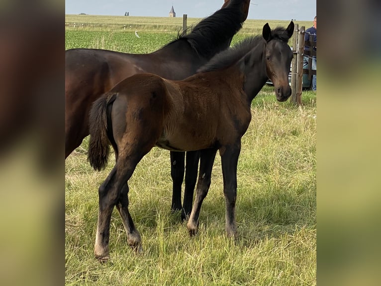 Hanoverian Stallion Foal (02/2025) Smoky-Black in Wolfsburg