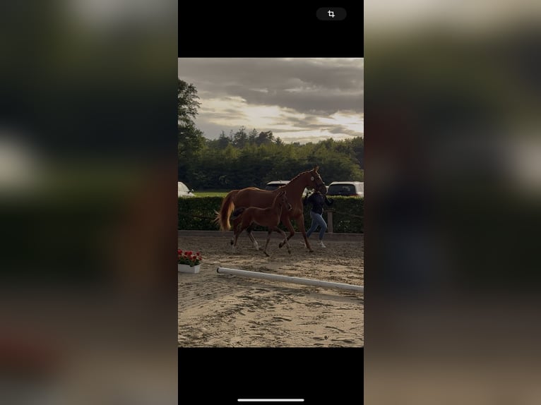 Hanoverian Stallion  Smoky-Black in Badbergen