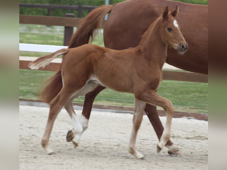Hanoverian Stallion Foal (03/2026) Sorrel in Thedinghausen