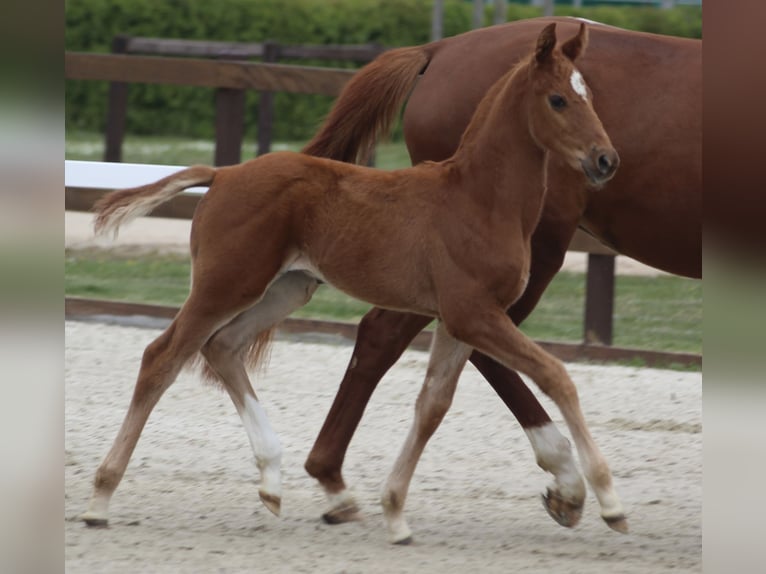 Hanoverian Stallion Foal (03/2026) Sorrel in Thedinghausen