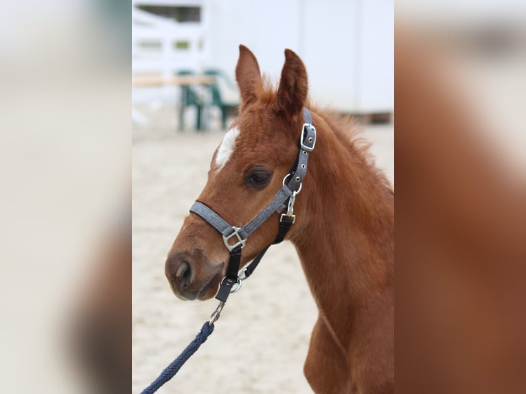 Hanoverian Stallion Foal (03/2026) Sorrel in Thedinghausen
