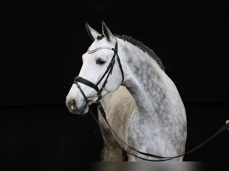 Hanoverian Stallion Gray in Adelheidsdorf