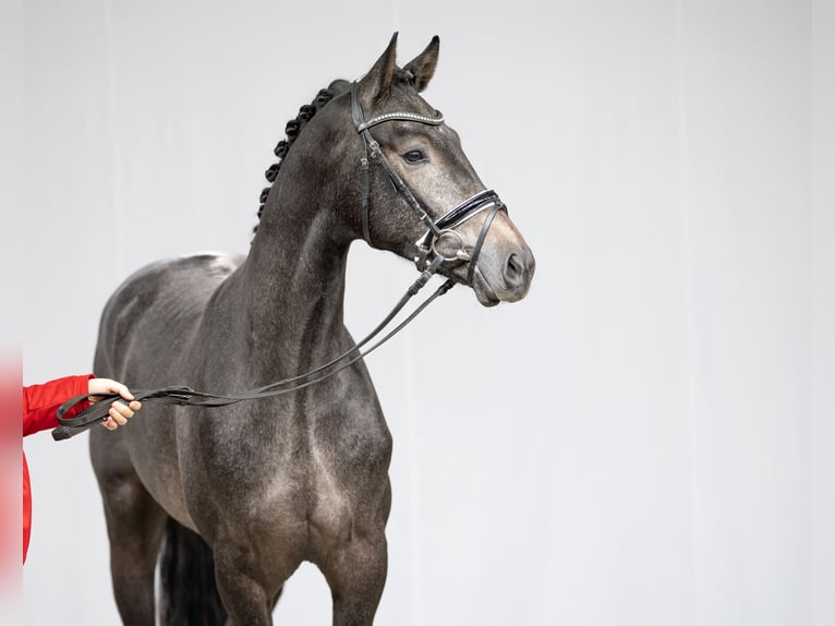 Hanoverian Stallion Gray in Celle